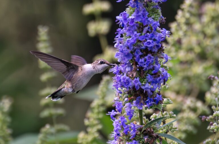 Card 0915 Ruby-throated Hummingbird on Vitex