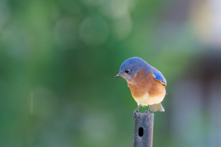 0928 Eastern Bluebird Linson Lane