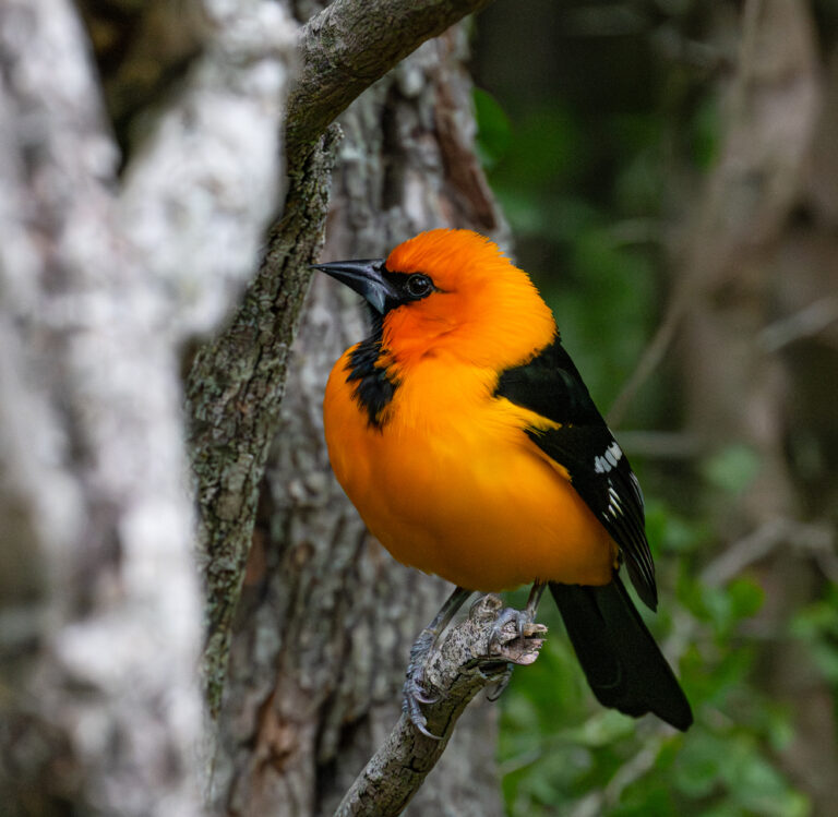0936 Altamira Oriole National Butterfly Center Mission, TX