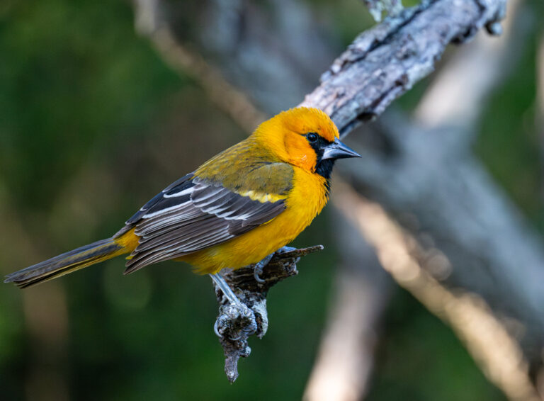 0935 Altamira Oriole National Butterfly Center Mission, TX