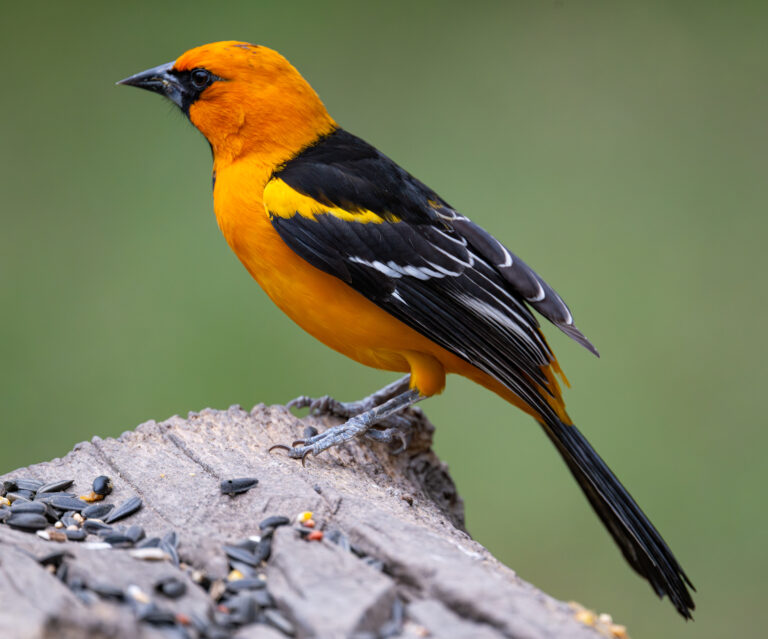 0934 Altamira Oriole Bentsen Rio Grande SP