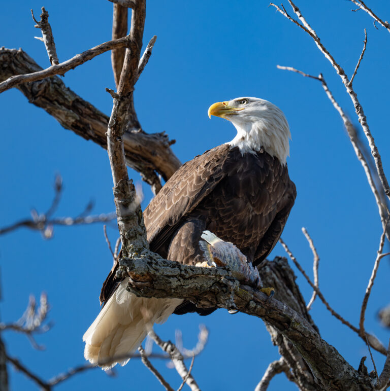 0933 Bald Eagle White Rock Lake, Dallas TX