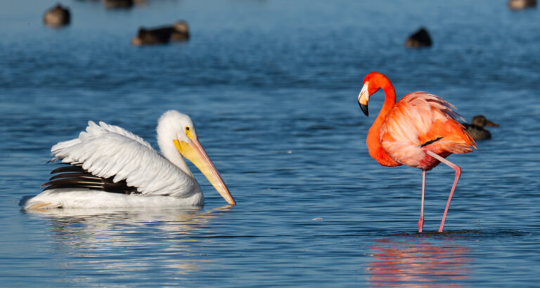 0932 American Flamingo and American White Pelican Port Aransas, TX