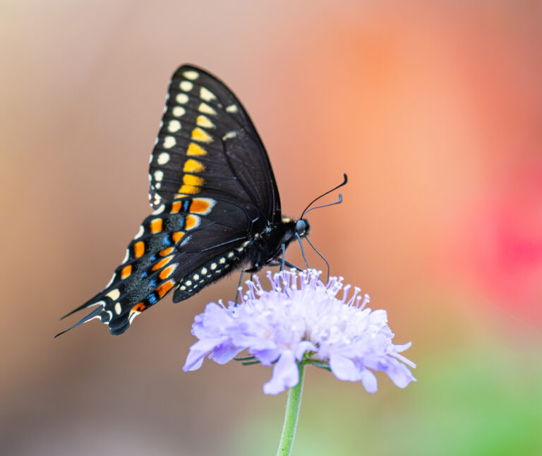 0944 Black Swallowtail