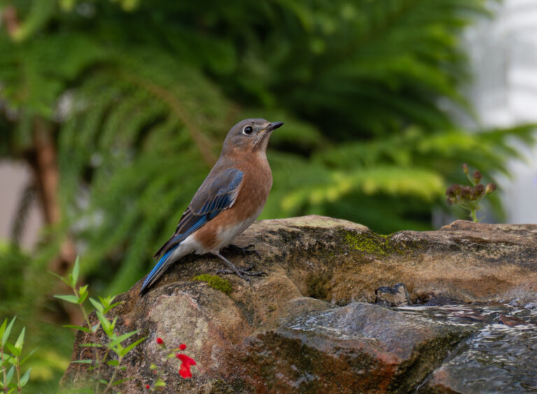 0942 Eastern Bluebird Linson Lane Friendswood