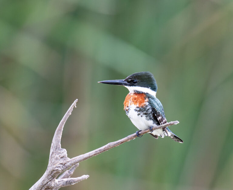 0930 Green Kingfisher Estero Llano SP