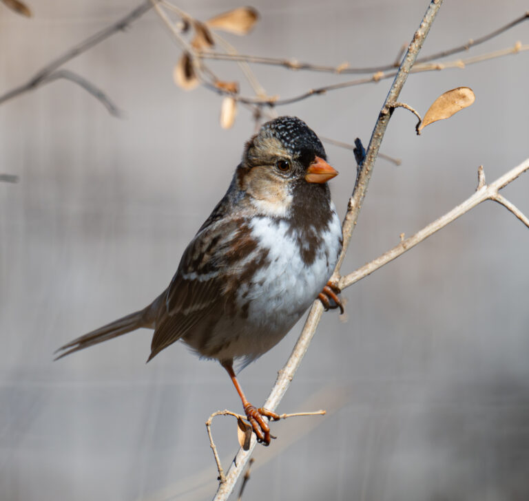 0941 Harris’ Sparrow Fort Worth Nature Center and Refuge