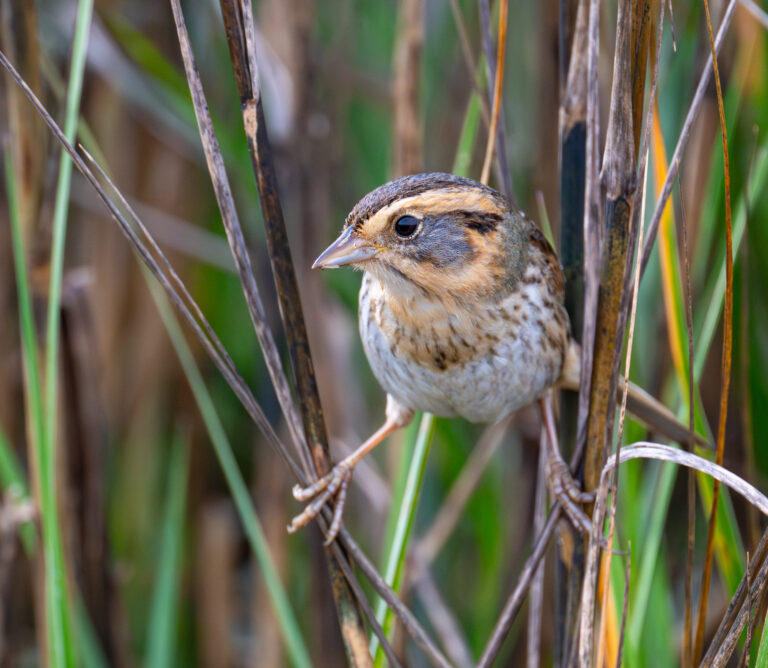 0940 Nelson’s Sparrow Surfside, TX