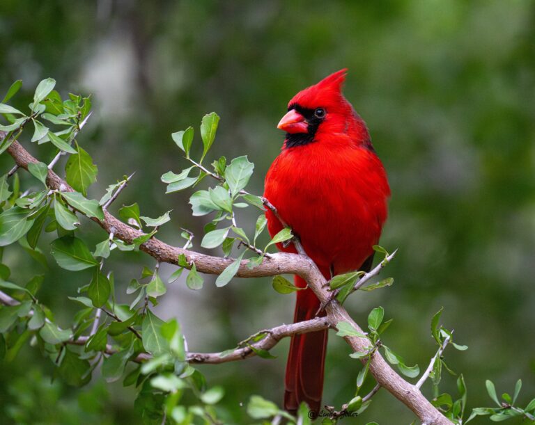 0939 Northern Cardinal Bentsen Rio Grande State Park
