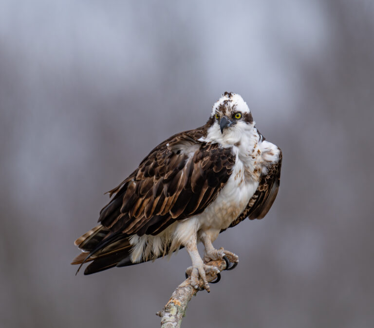 0938 Osprey Oyster Creek TX