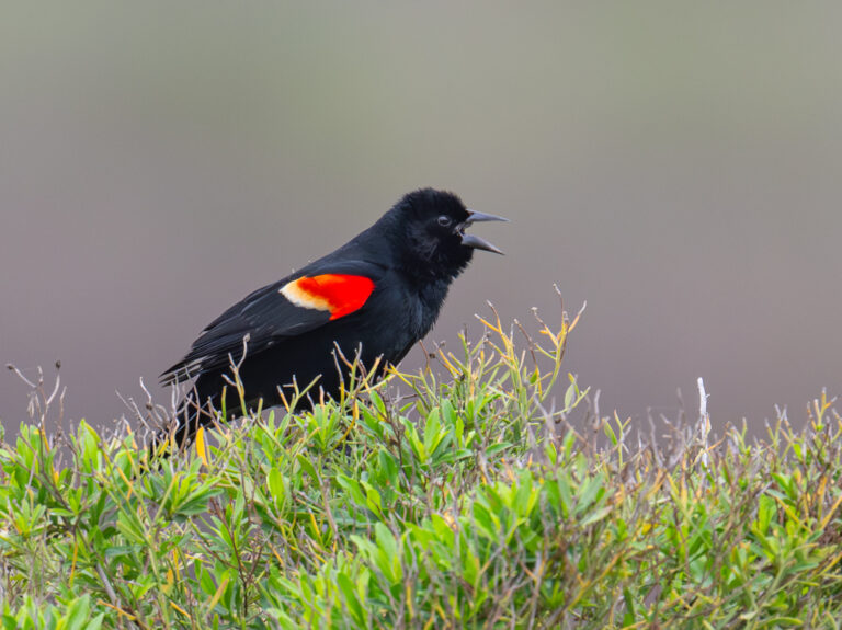 0931 Red-winged Blackbird Surfside TX