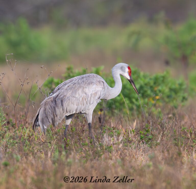 Card 0929 Sandhill Crane Galveston