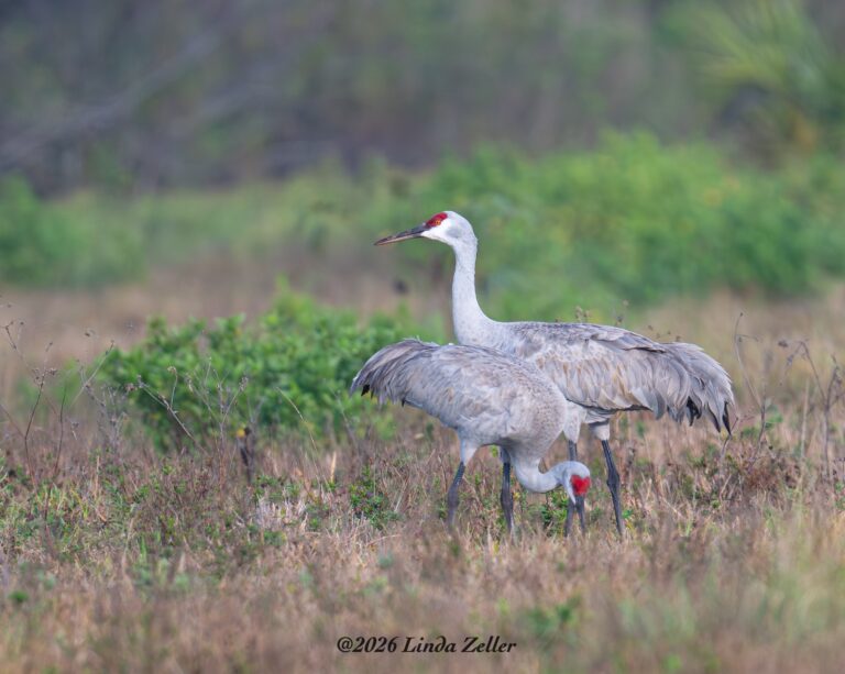 0937 Sandhill Crane Pair, Galveston, TX