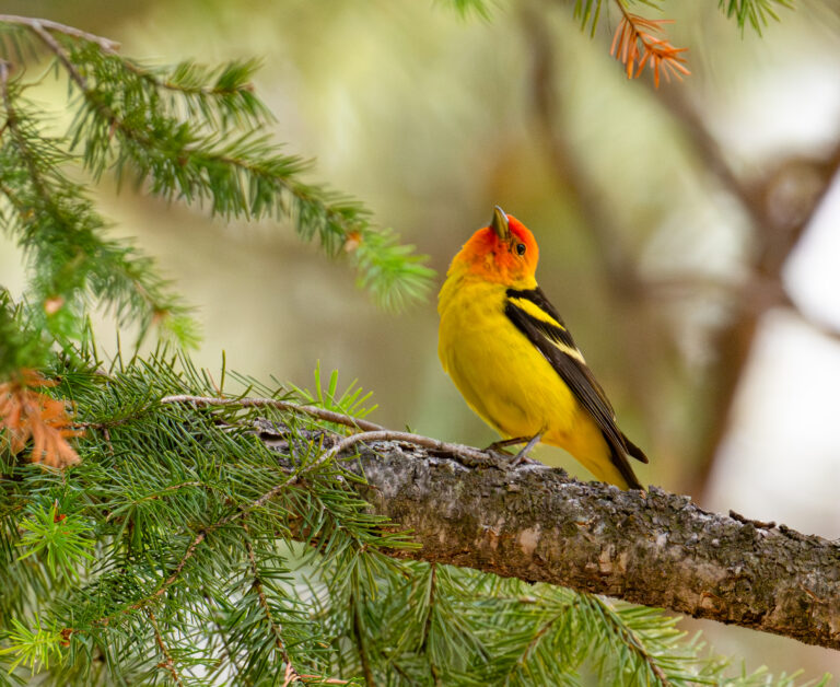 0945 Western Tanager