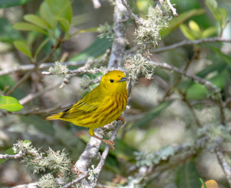 0946 Northern Yellow Warbler