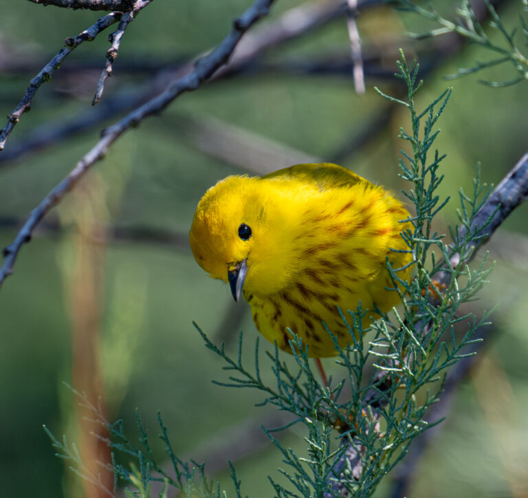 0947 Northern Yellow Warbler