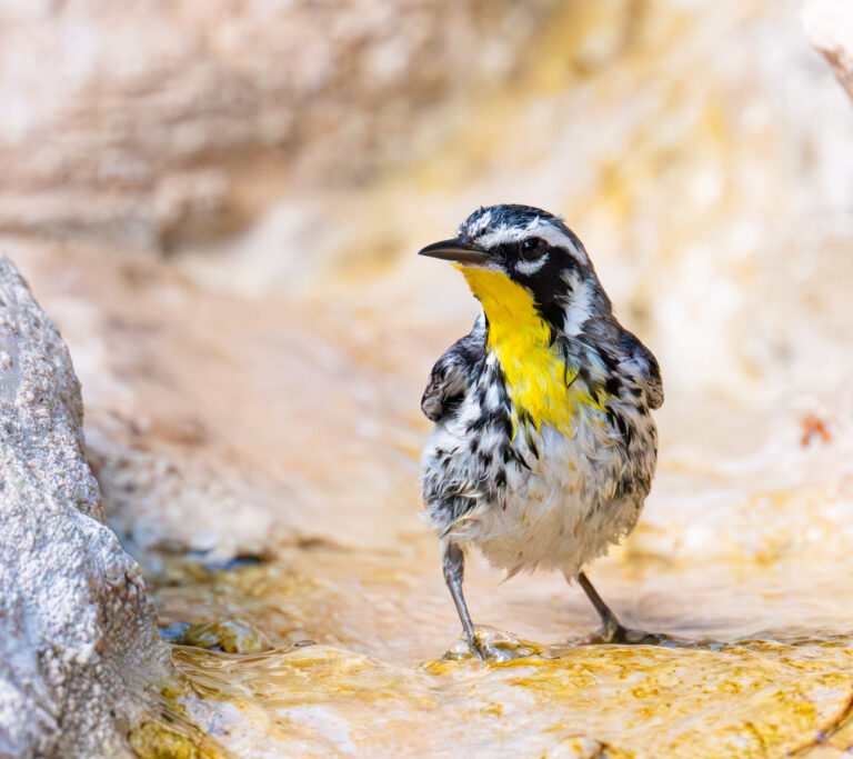 0948 Yellow-throated Warbler