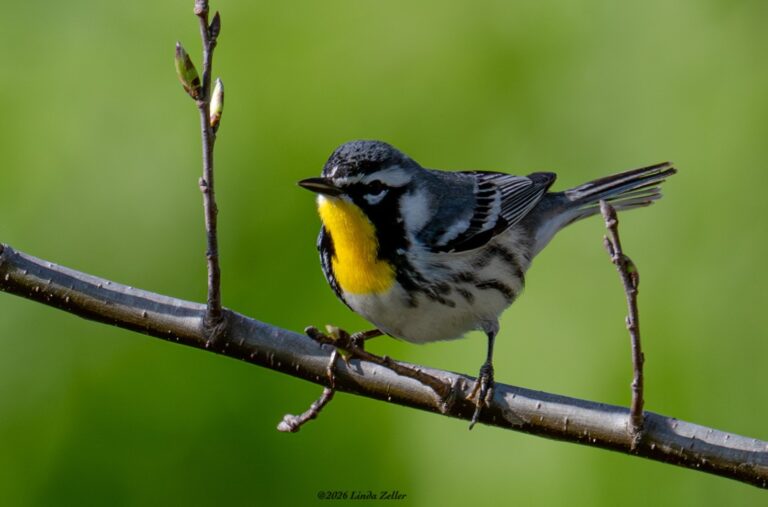 0949 Yellow-throated Warbler