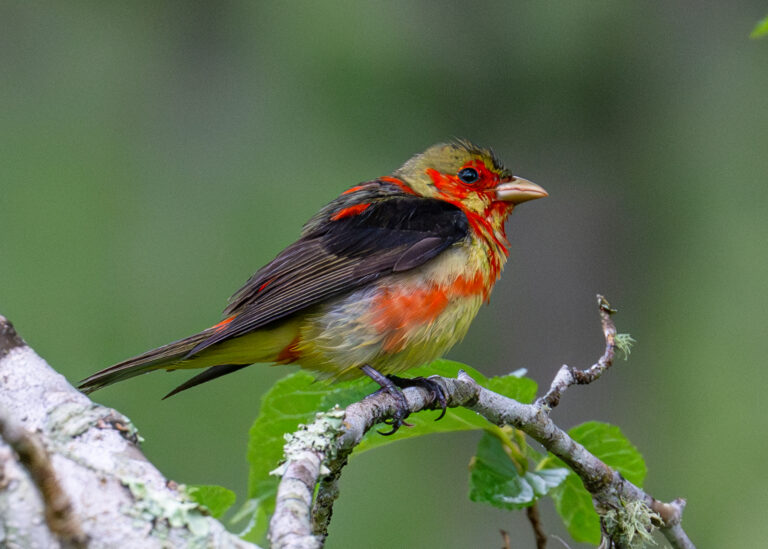 0950 Scarlet Tanager