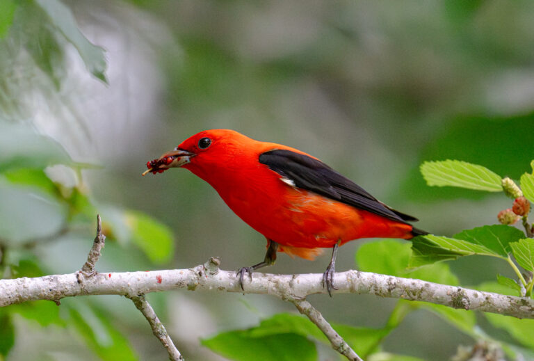 0951 Scarlet Tanager