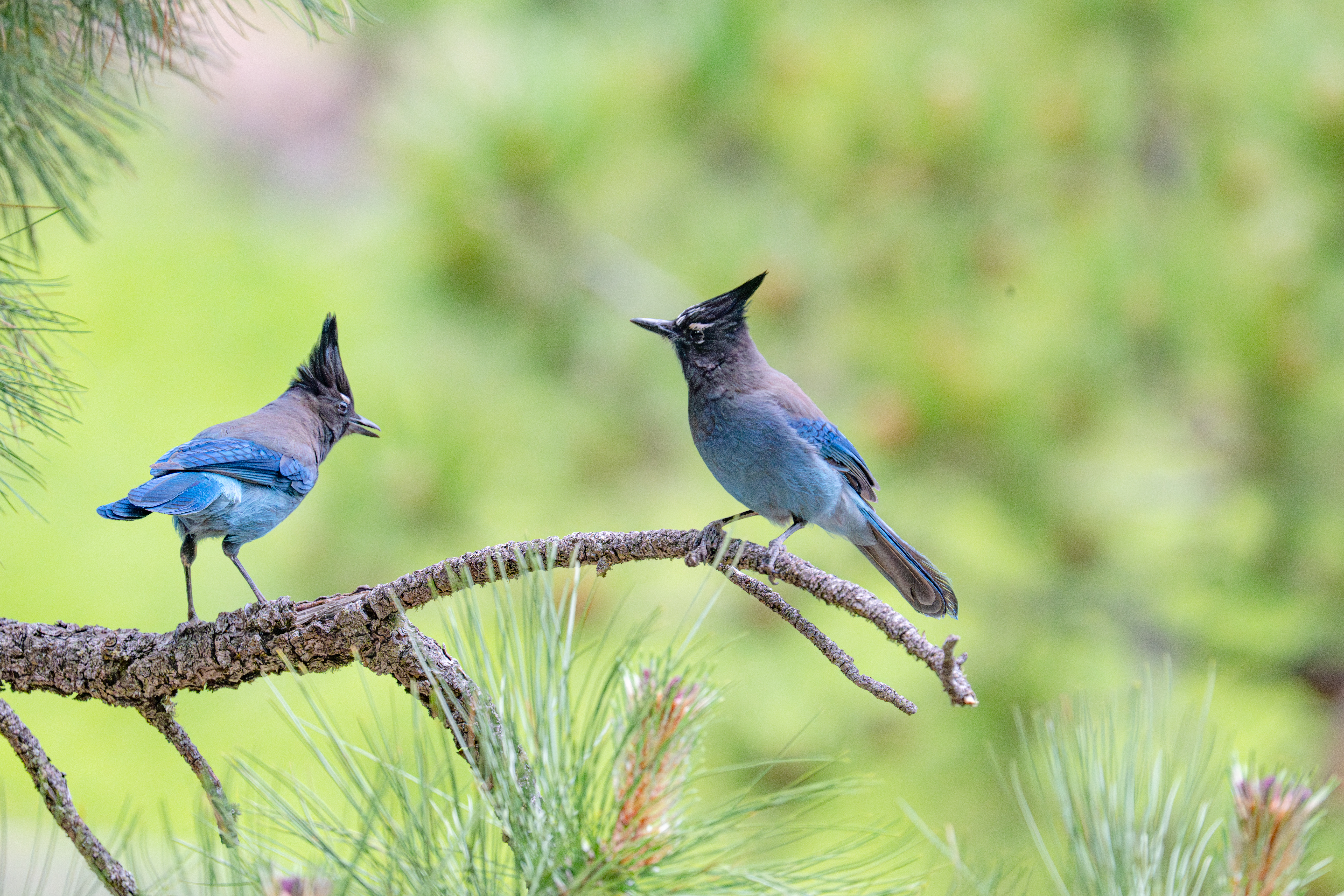 0952 Steller’s Jay