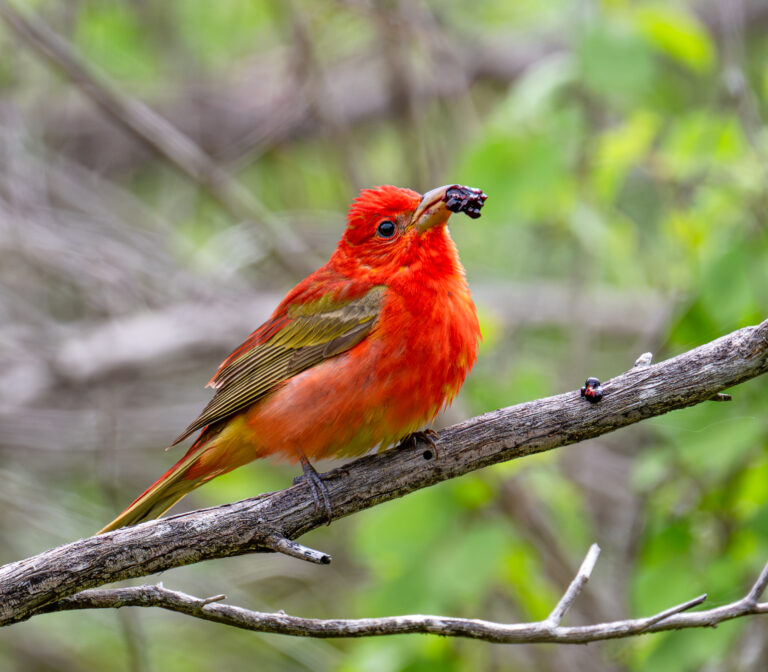 0953 Summer Tanager