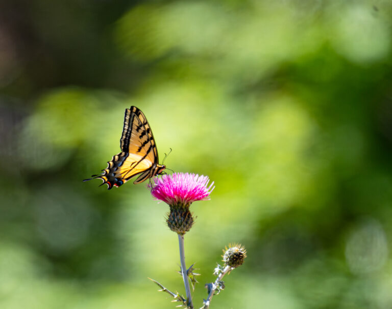 0955 Two-tailed Swallowtail Butterfly
