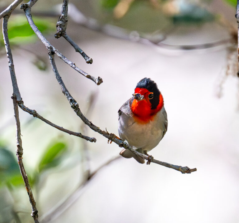 0956 Red-faced Warbler
