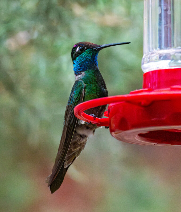 0958 Rivoli’s Hummingbird