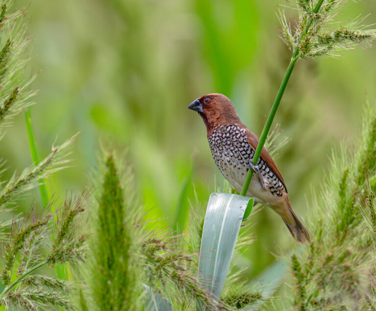 0961 Scaly-breasted Munia