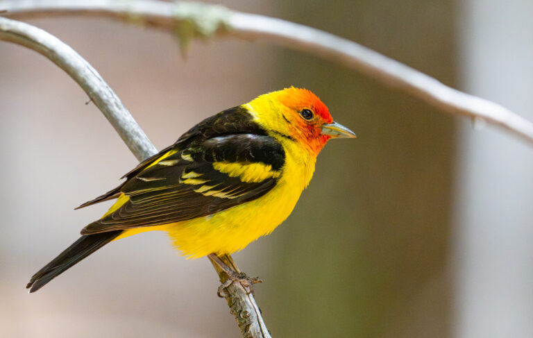 0961 Western Tanager