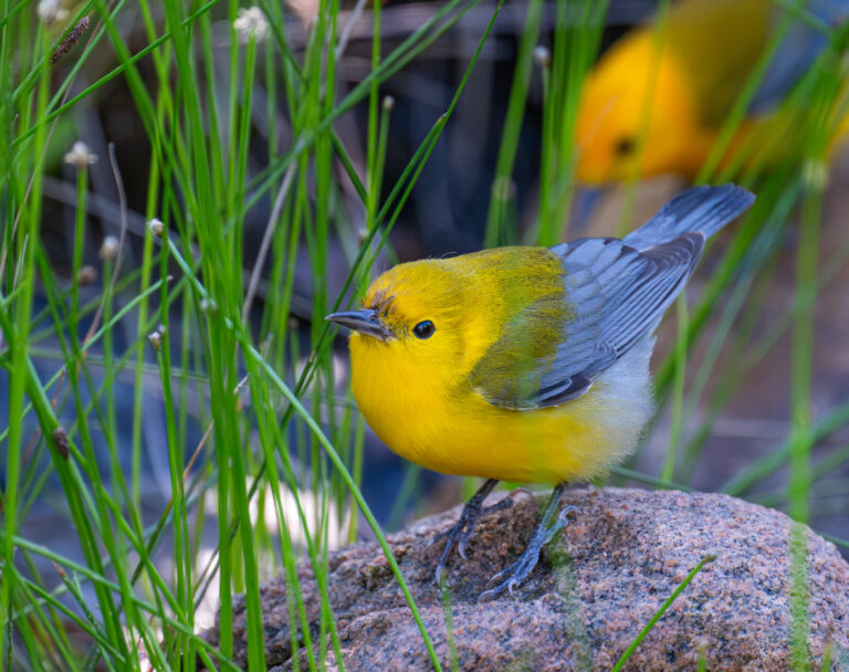0962 Prothonotary Warbler