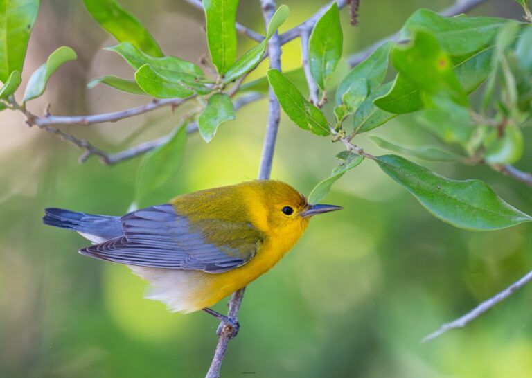 0964 Prothonotary Warbler