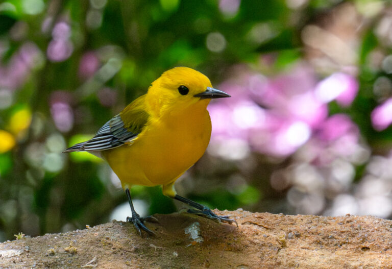 0966 Prothonotary Warbler