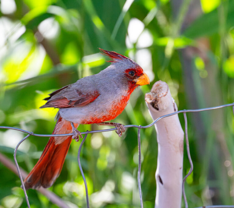 0967 Pyrrhuloxia