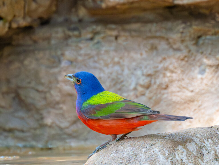 0969 Painted Bunting