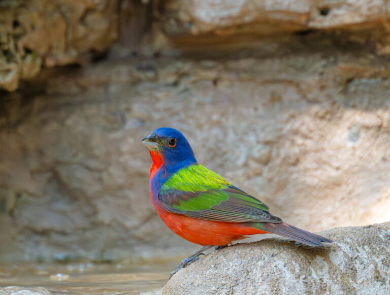 0970 Painted Bunting