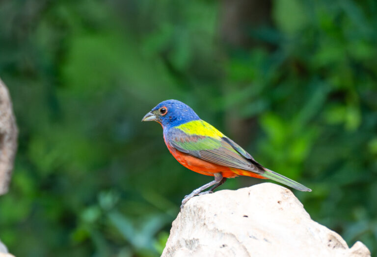 0971 Painted Bunting