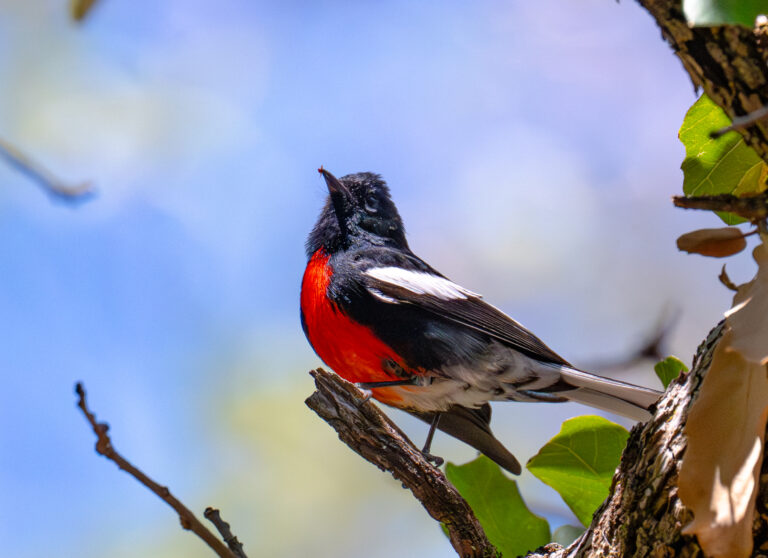 0972 Painted Redstart