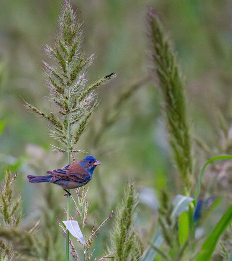 0973 Indigo Bunting