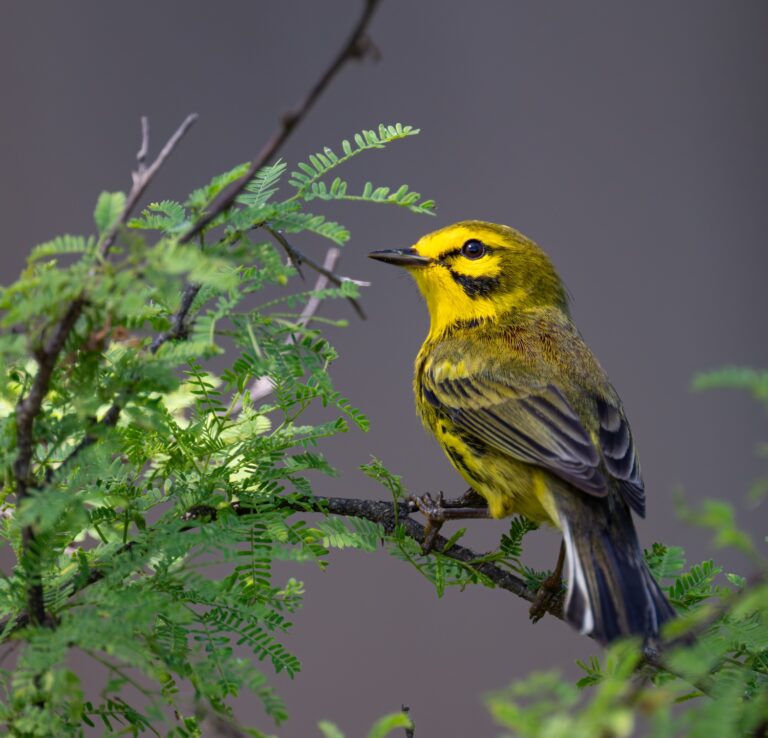 0974 Prairie Warbler