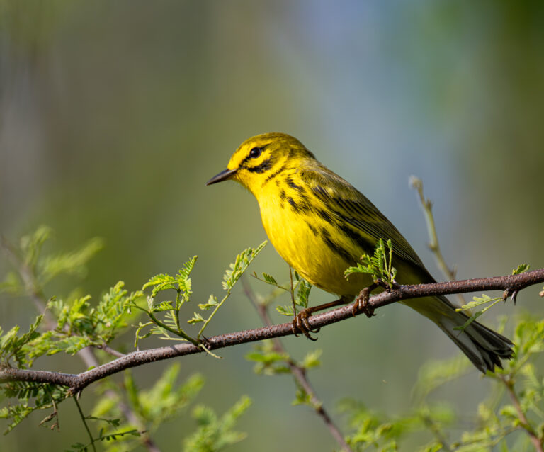 0975 Prairie Warbler