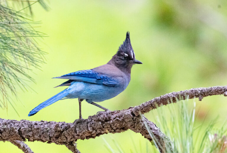 0976 Steller’s Jay