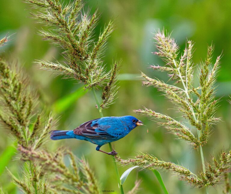 0978 Indigo Buntin Cullinan Park