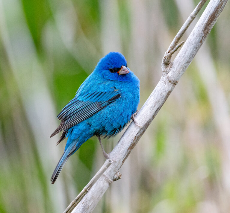 0979 Indigo Bunting Cullinan Park Ft. Bend Cty