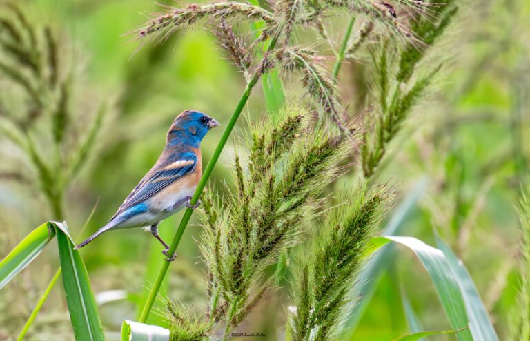 0980 Lazuli Bunting Cullinan Park 2026