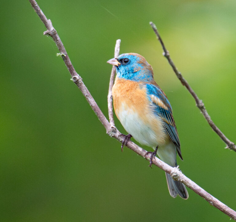 0981 Lazuli Bunting