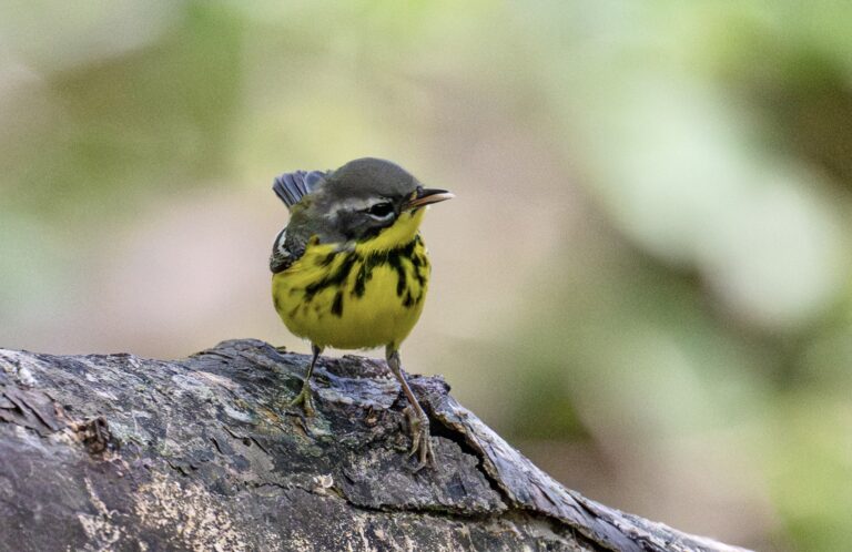 0982 Magnolia Warbler