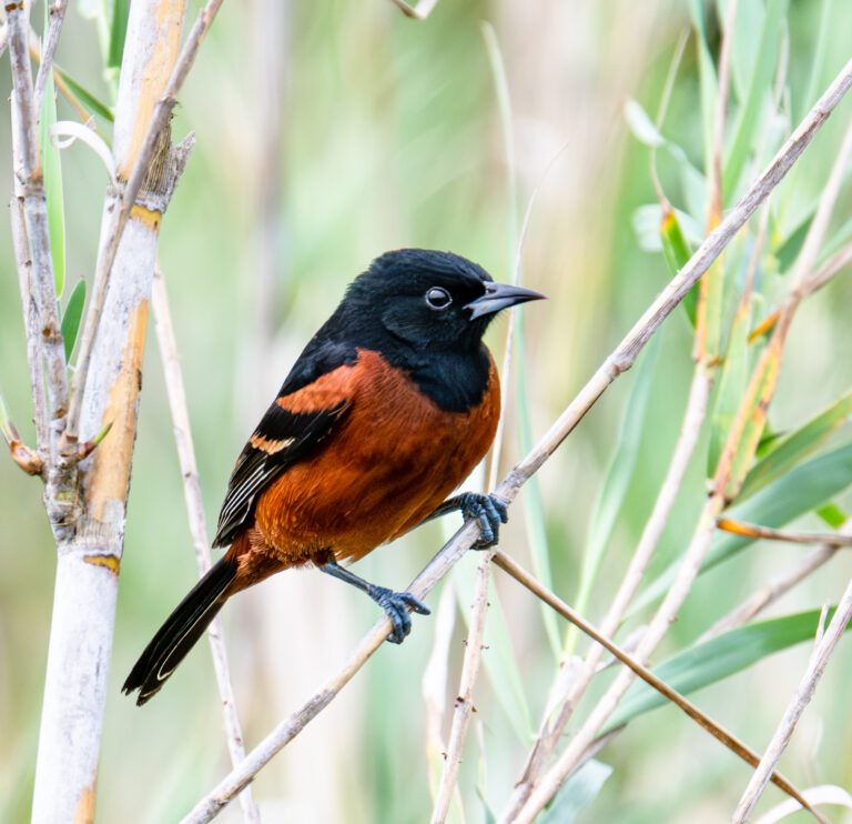 0983 Orchard Oriole