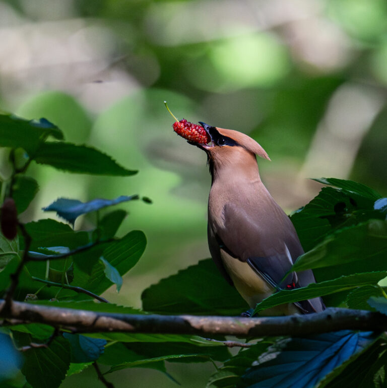 0984 Cedar Waxwing DeGray Lake, Ark